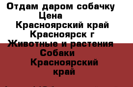 Отдам даром собачку › Цена ­ 100 - Красноярский край, Красноярск г. Животные и растения » Собаки   . Красноярский край